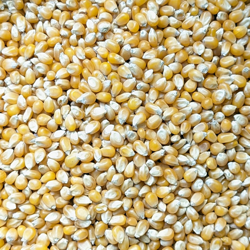Blat de moro per a crispetes | Granel | 100g min